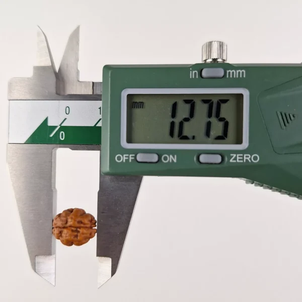 1-Ek-Mukhi-Rudraksha-EkNazarDeals