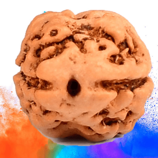 2 Mukhi Rudraksha for Emotional Stability EKNazarDeals