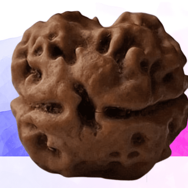 2 Mukhi Rudraksha EkNazarDeals