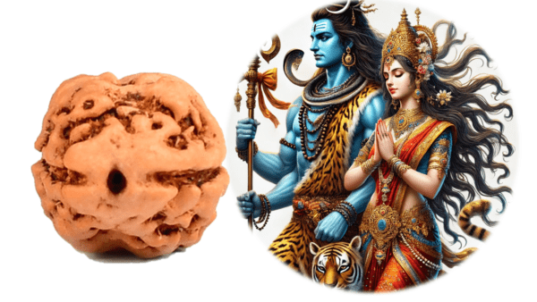 2 Mukhi Rudraksha for Emotional Stability EKNazarDeals