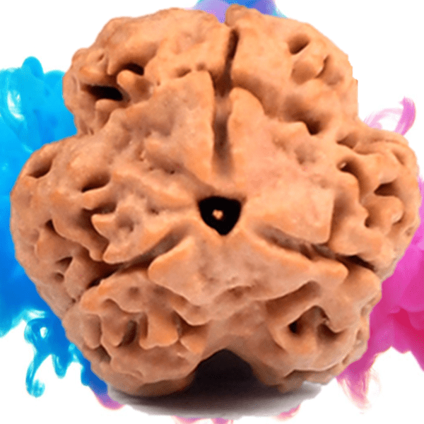 3 Mukhi Nepali Rudraksha – Powerful Bead for Spiritual Healing & Energy Cleansing