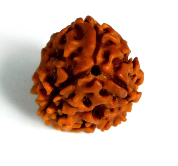 3 Mukhi Nepali Rudraksha EkNazarDeals