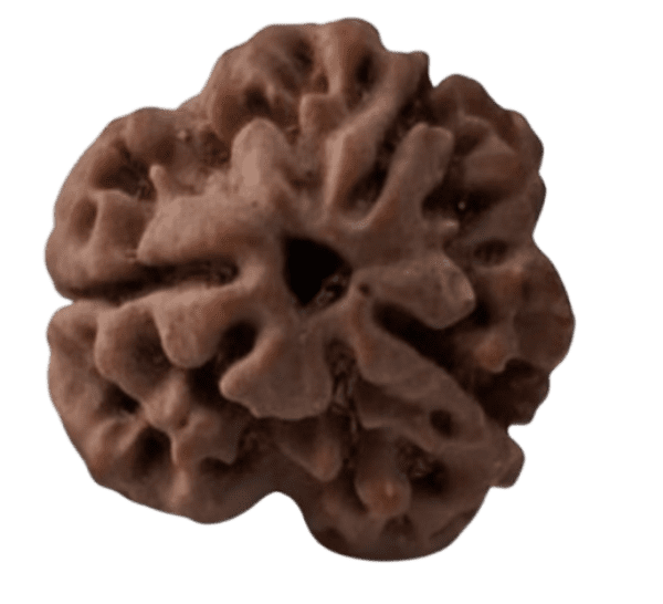 3 Mukhi Rudraksha EkNazarDeals