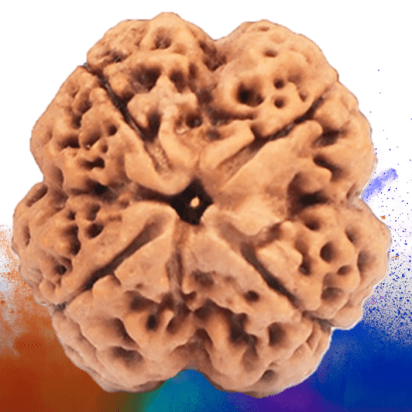 4 Mukhi Nepali Rudraksha EkNazarDeals