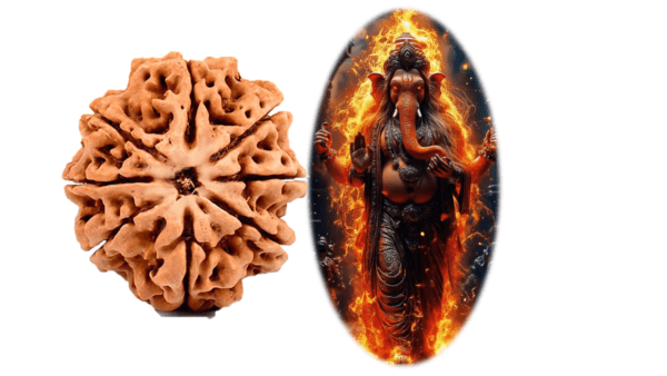 8 Mukhi Rudraksha EkNazarDeals