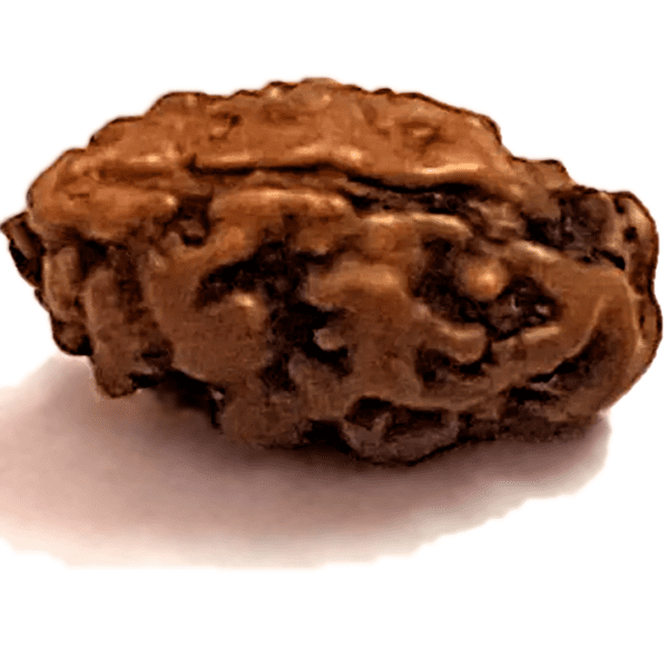 Ek Mukhi Rudraksha EkNazarDeals